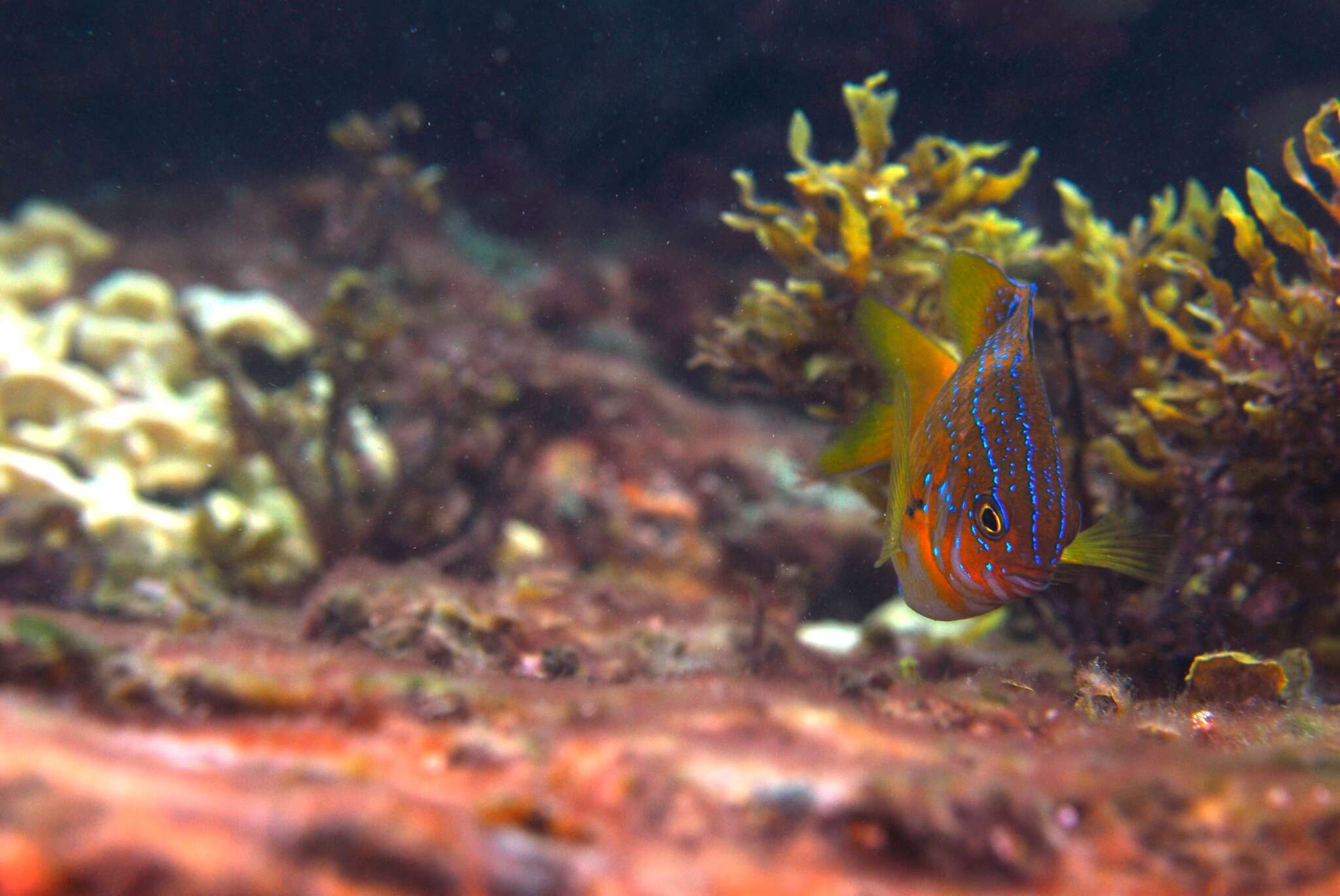 Image of Common scalyfin