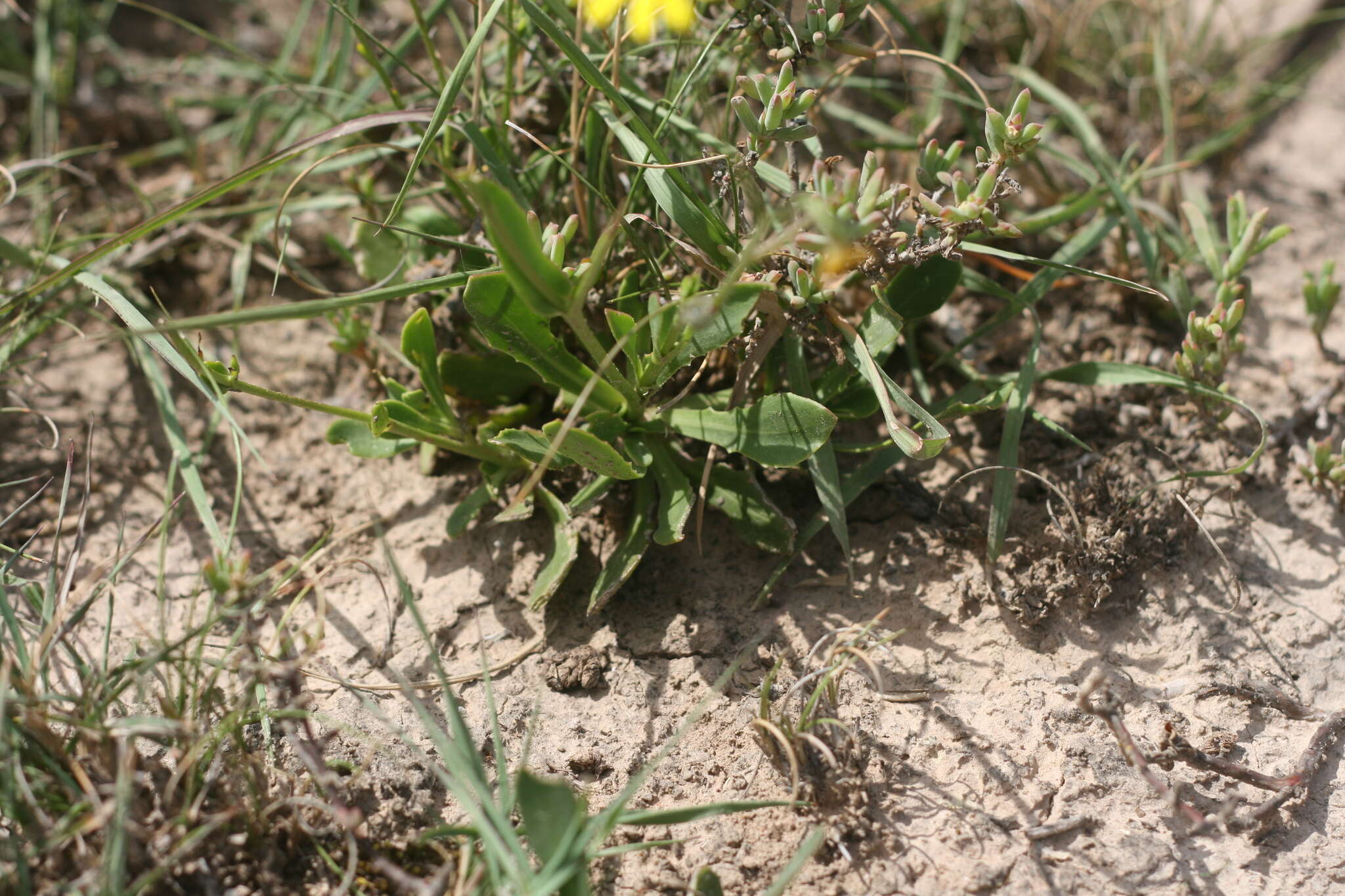 Osteospermum spathulatum (DC.) Norlindh的圖片