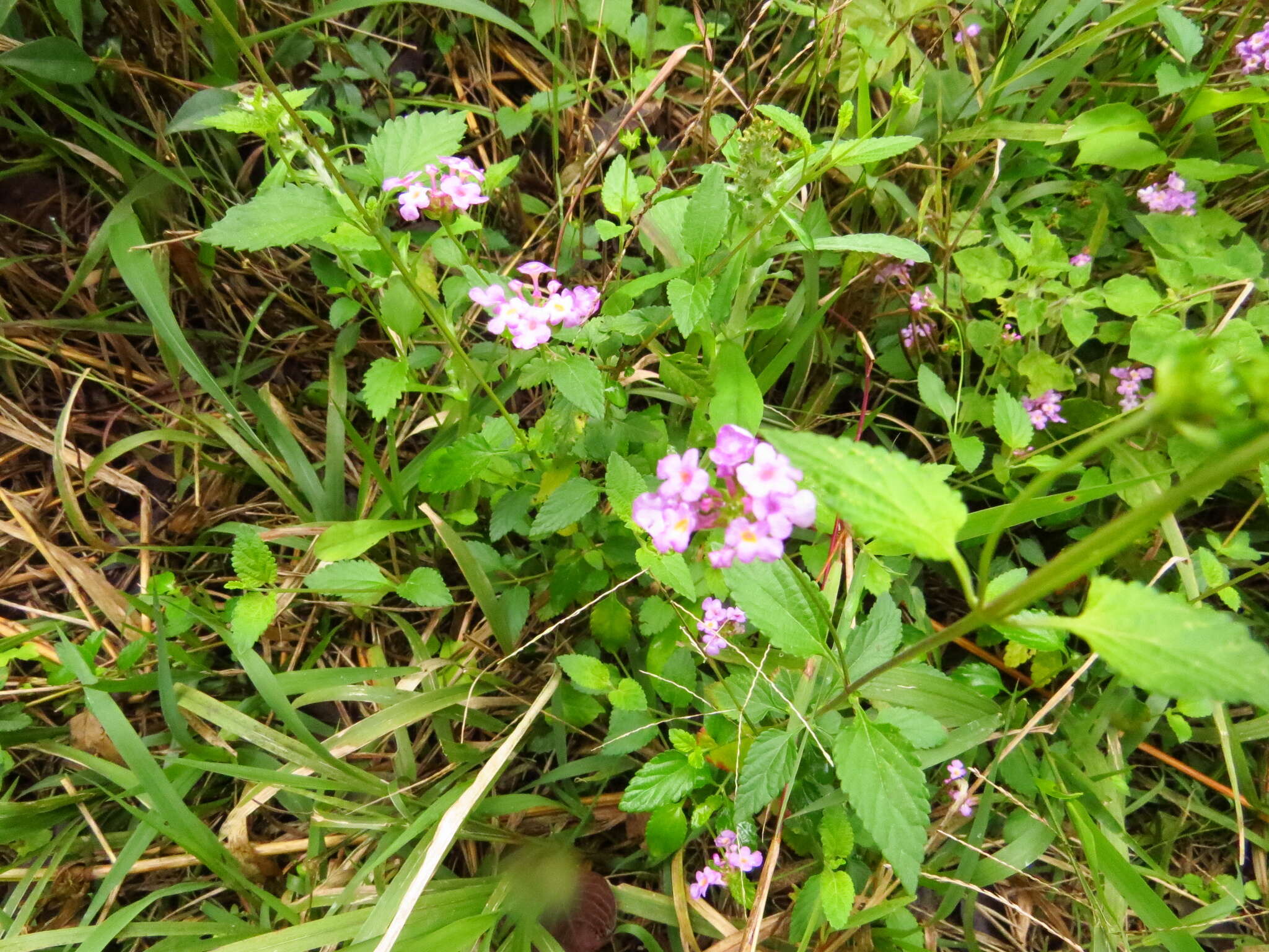 Image of Lantana megapotamica (Spreng.) Tronc.