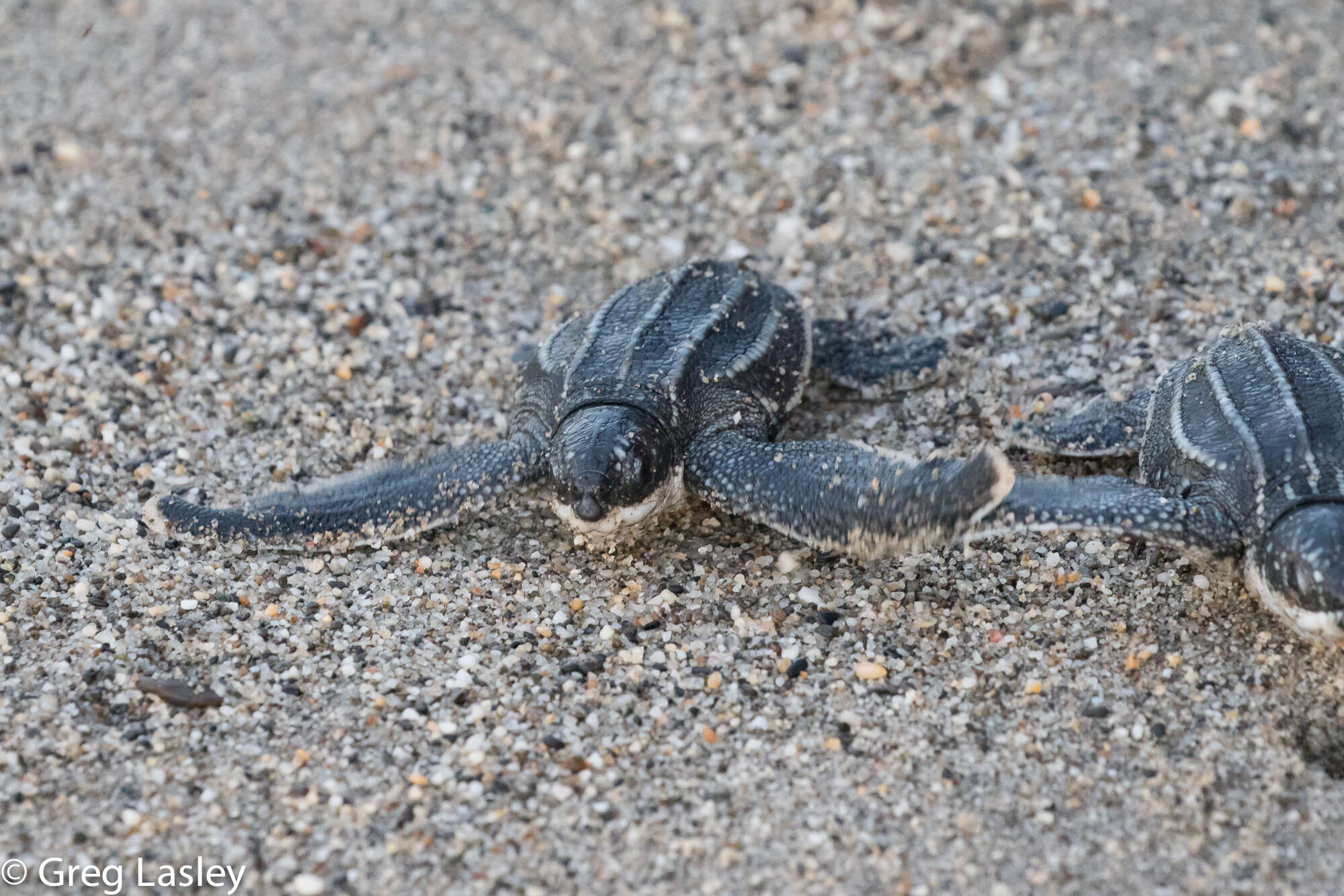 Image of Leatherback sea turtle