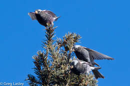 Image of Black Rosy Finch