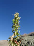 Imagem de Brickellia longifolia var. multiflora (Kellogg) A. Cronq.