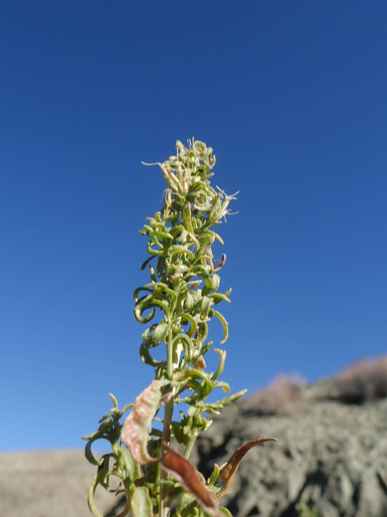 Imagem de Brickellia longifolia var. multiflora (Kellogg) A. Cronq.