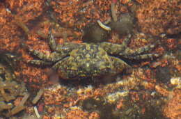 Image of mottled shore crab