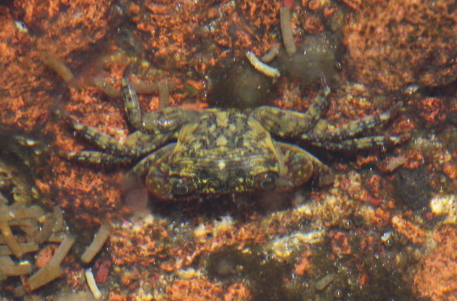 Image of mottled shore crab