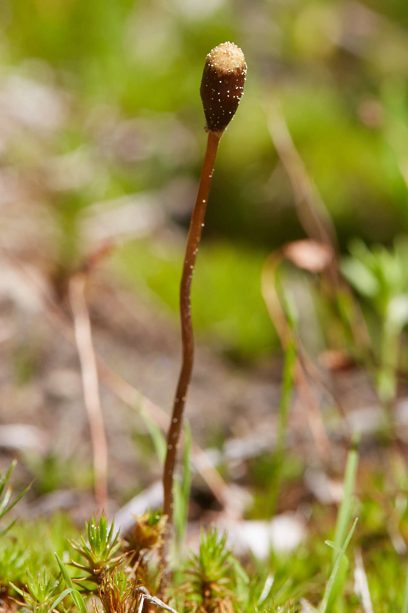 Image of Galeropsis polytrichoides (Zeller) Zeller 1943