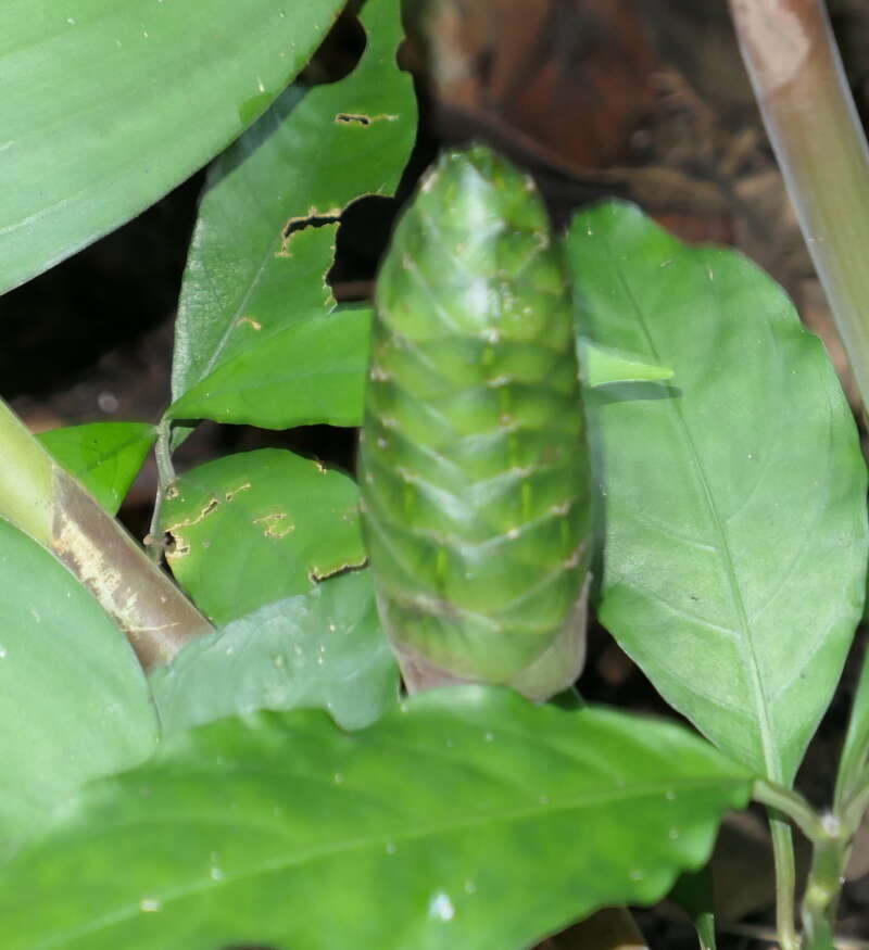 Imagem de Costus dirzoi García-Mend. & G. Ibarra