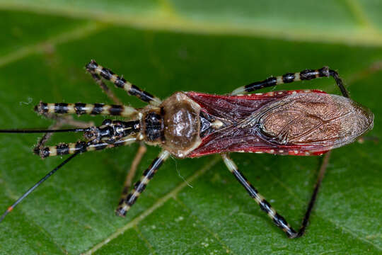 Image of Velinus annulatus Distant 1879