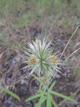 Image of Macledium kirkii (Harv.) S. Ortiz