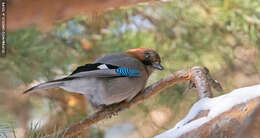 Image of Garrulus glandarius brandtii Eversmann 1842