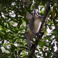 Image of North Sumatran Leaf Monkey