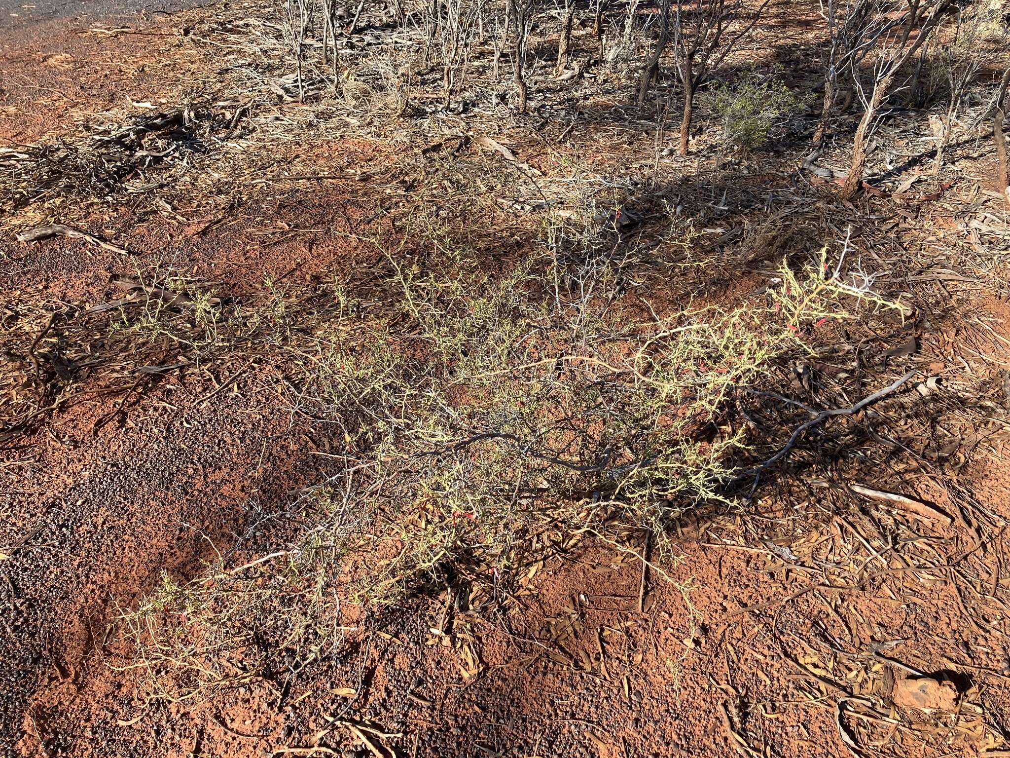 Acacia erinacea Benth.的圖片