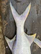 Image of Giant African threadfin