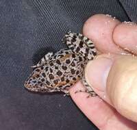 Image of Gopher Frog