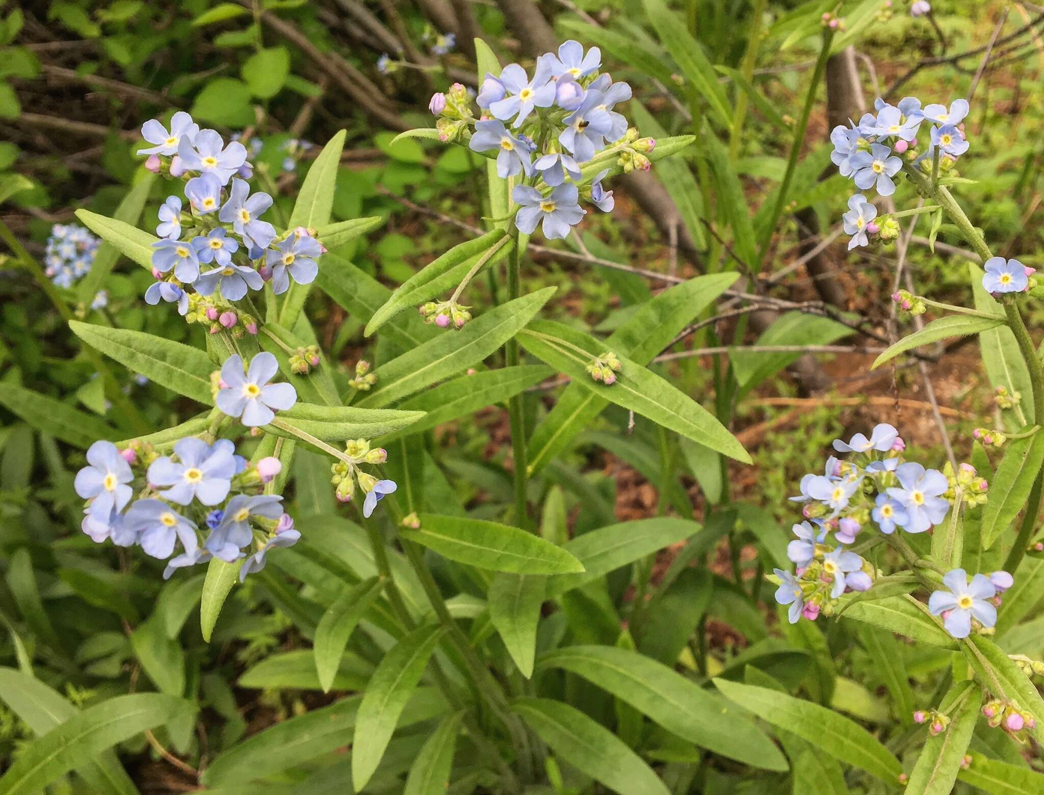 Image de hackélia bleu