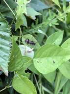 Image of Rustic Borer