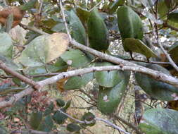 صورة Buchanania cochinchinensis (Lour.) Almeida