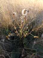 Sivun Taraxacum serotinum (Waldst. & Kit.) Poir. kuva