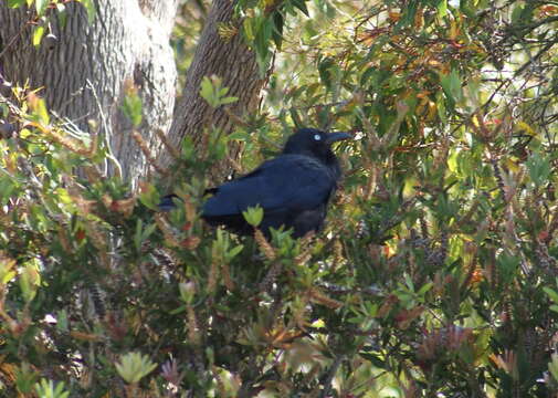 Image of Corvus coronoides perplexus Mathews 1912