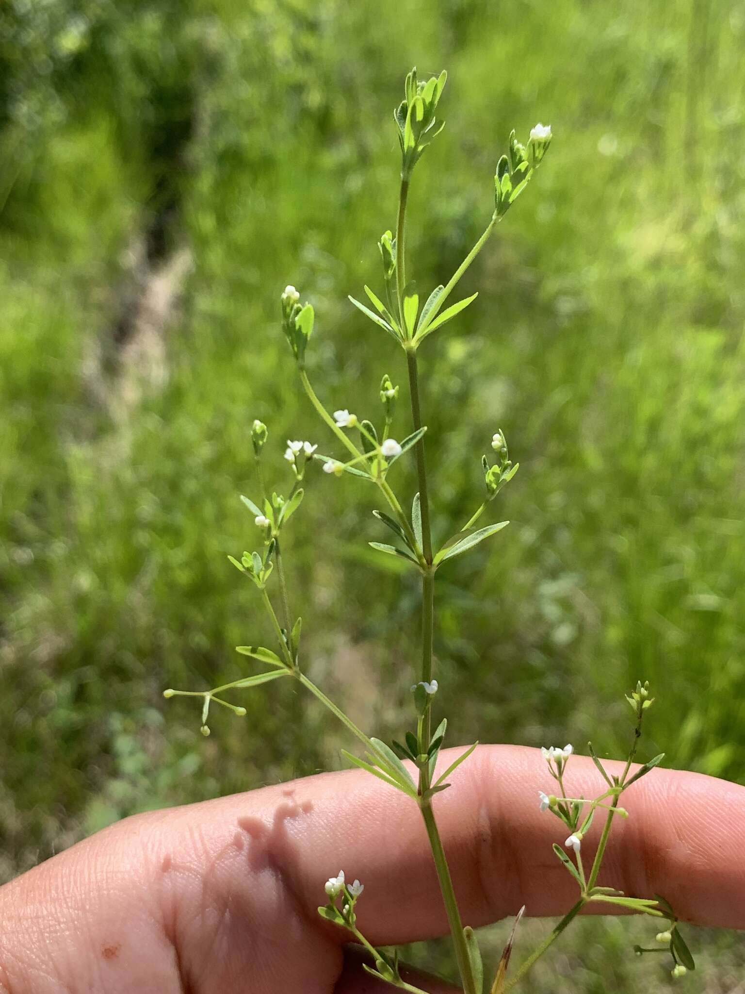 Galium tinctorium L. resmi