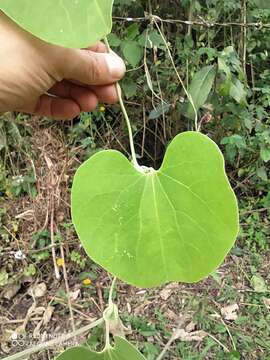 Image de Aristolochia ringens Vahl