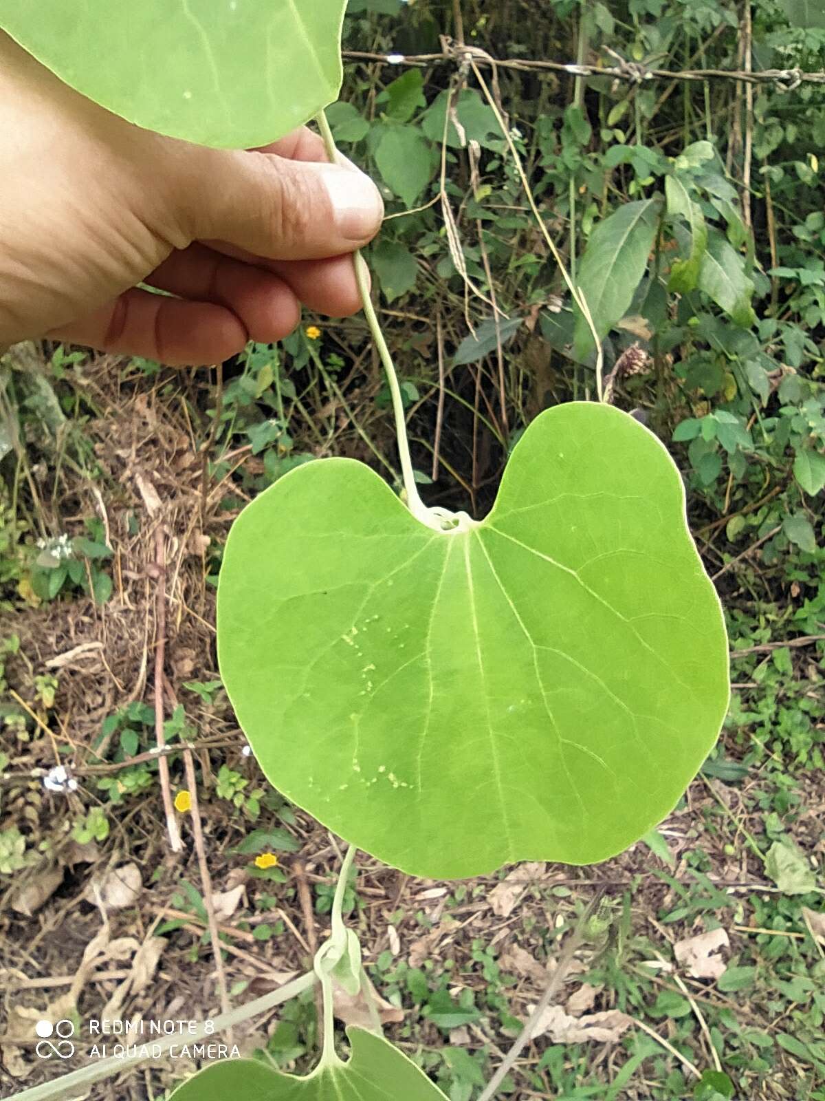 Image de Aristolochia ringens Vahl