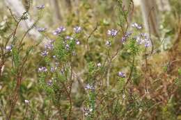 Image of Veronica formosa R. Br.