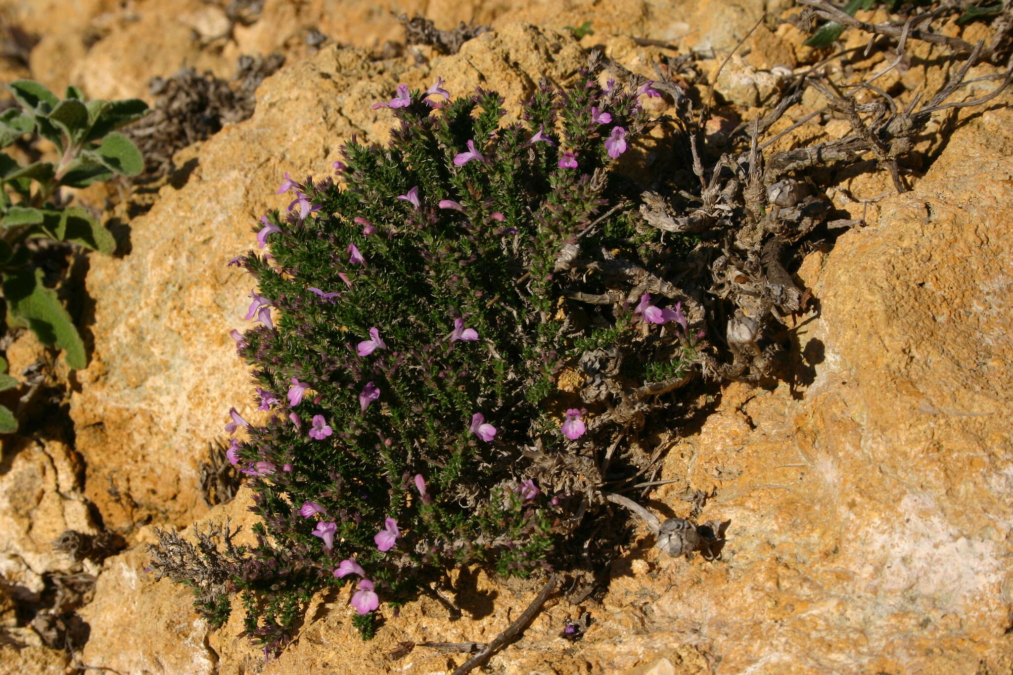 Image of Micromeria inodora (Desf.) Benth.