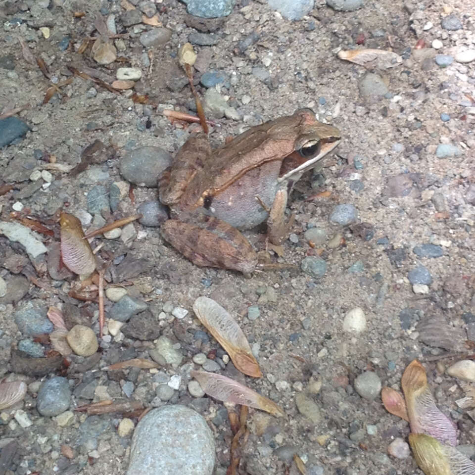 Image of Wood Frog