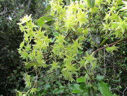 Image of Clematis foetida Raoul