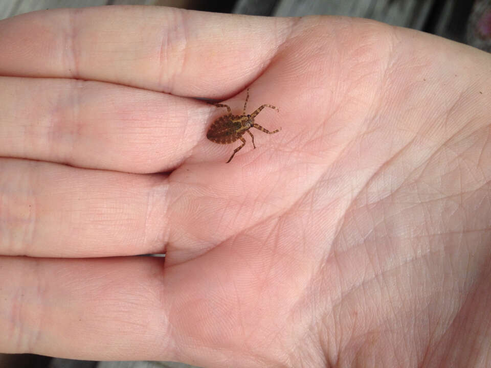 Image of Giant Water Bug