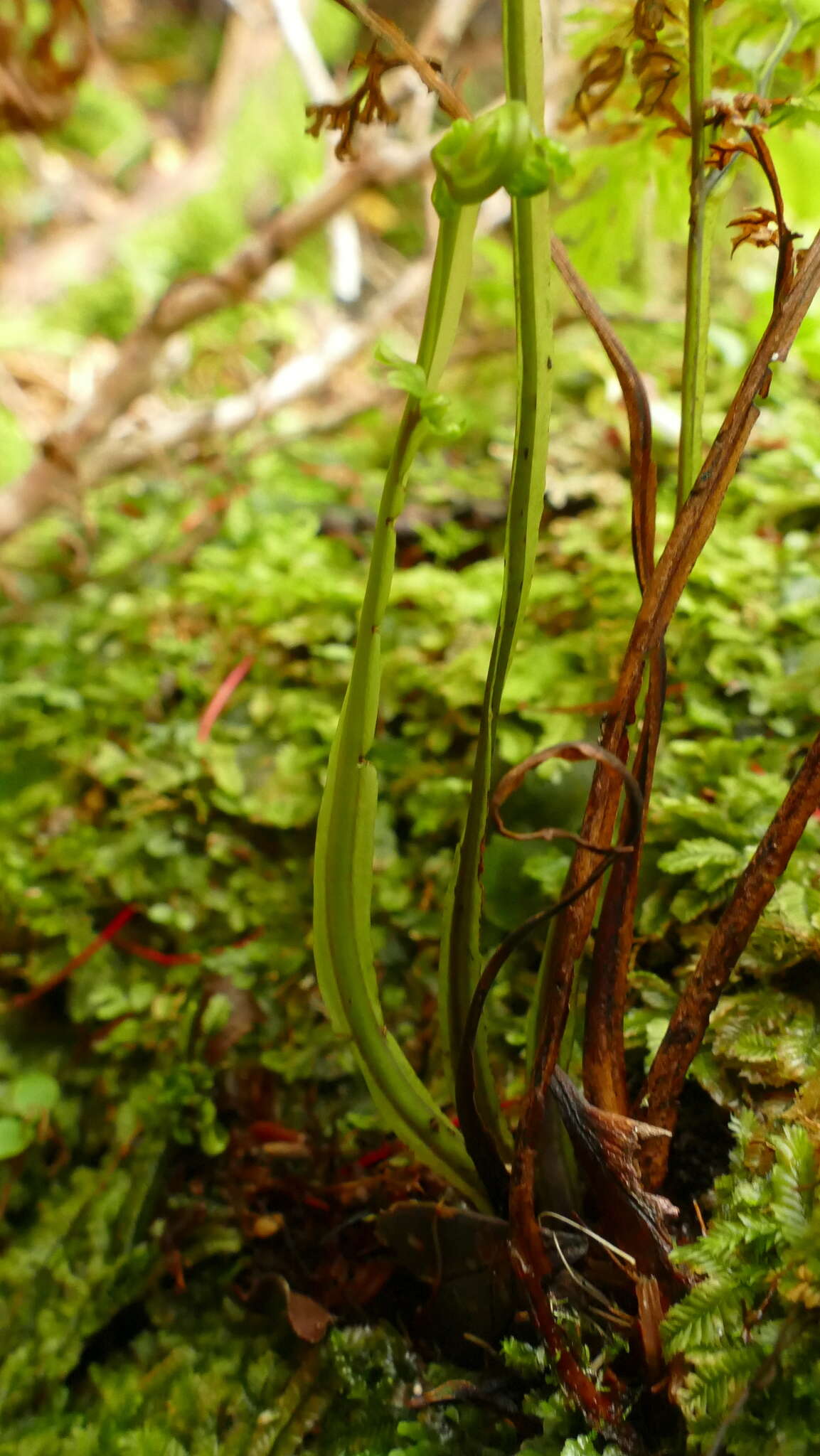 Image de Hymenophyllum pulcherrimum Col.