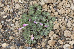 Слика од Oxalis adenophylla Gill.