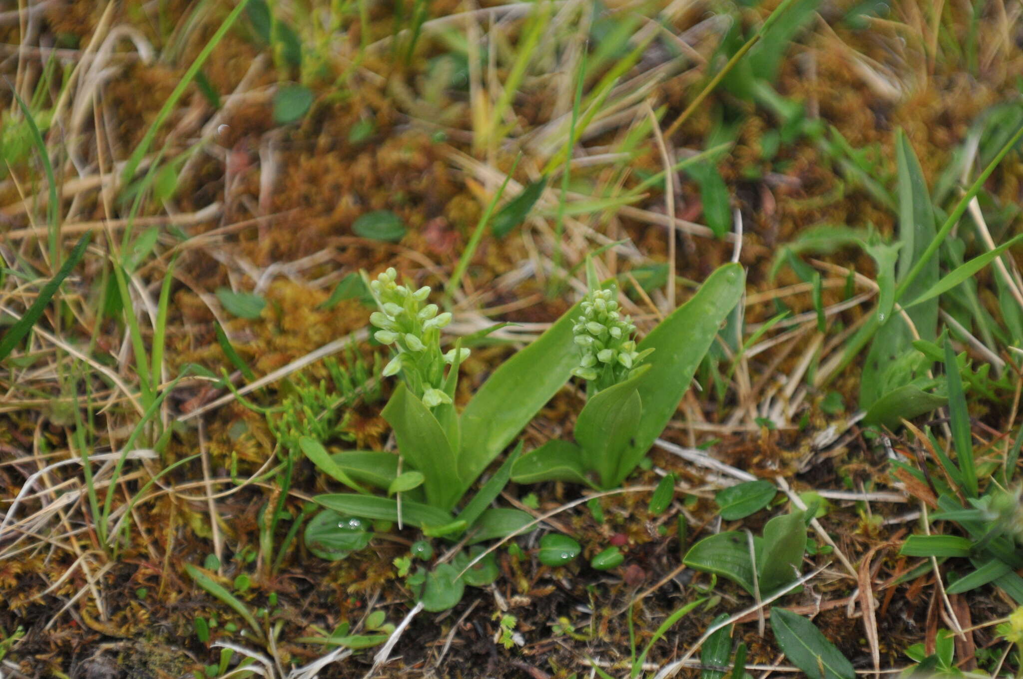 Image of Northern green orchid