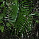 Image of Cycad