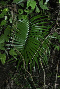 Image of Cycad