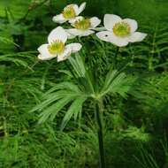 Imagem de Anemonastrum narcissiflorum subsp. crinitum (Juz.) Raus