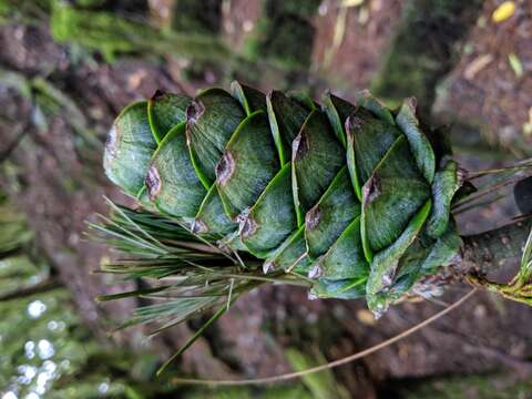 Sivun Pinus armandii var. mastersiana (Hayata) Hayata kuva