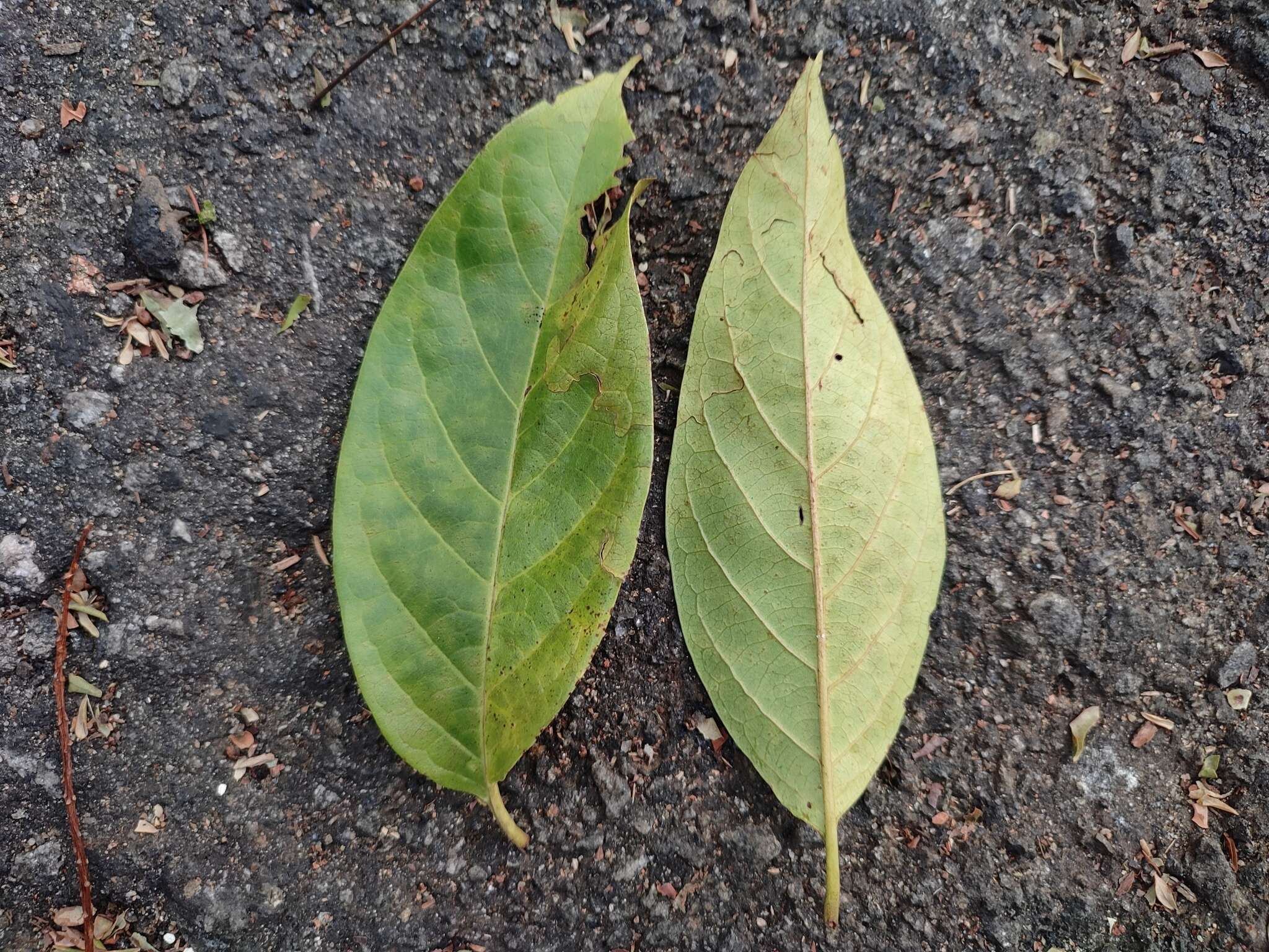 Image of Pygeum ceylanicum Gaertn.