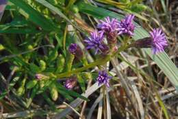 Image of Ontario blazing star