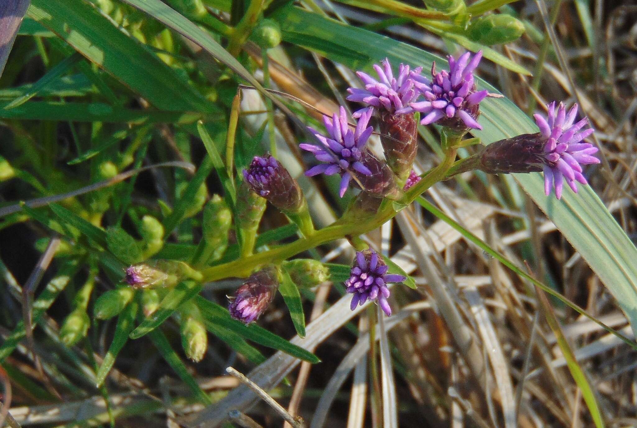 Слика од Liatris cylindracea Michx.