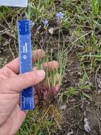 Image of Needle-Tip Blue-Eyed-Grass