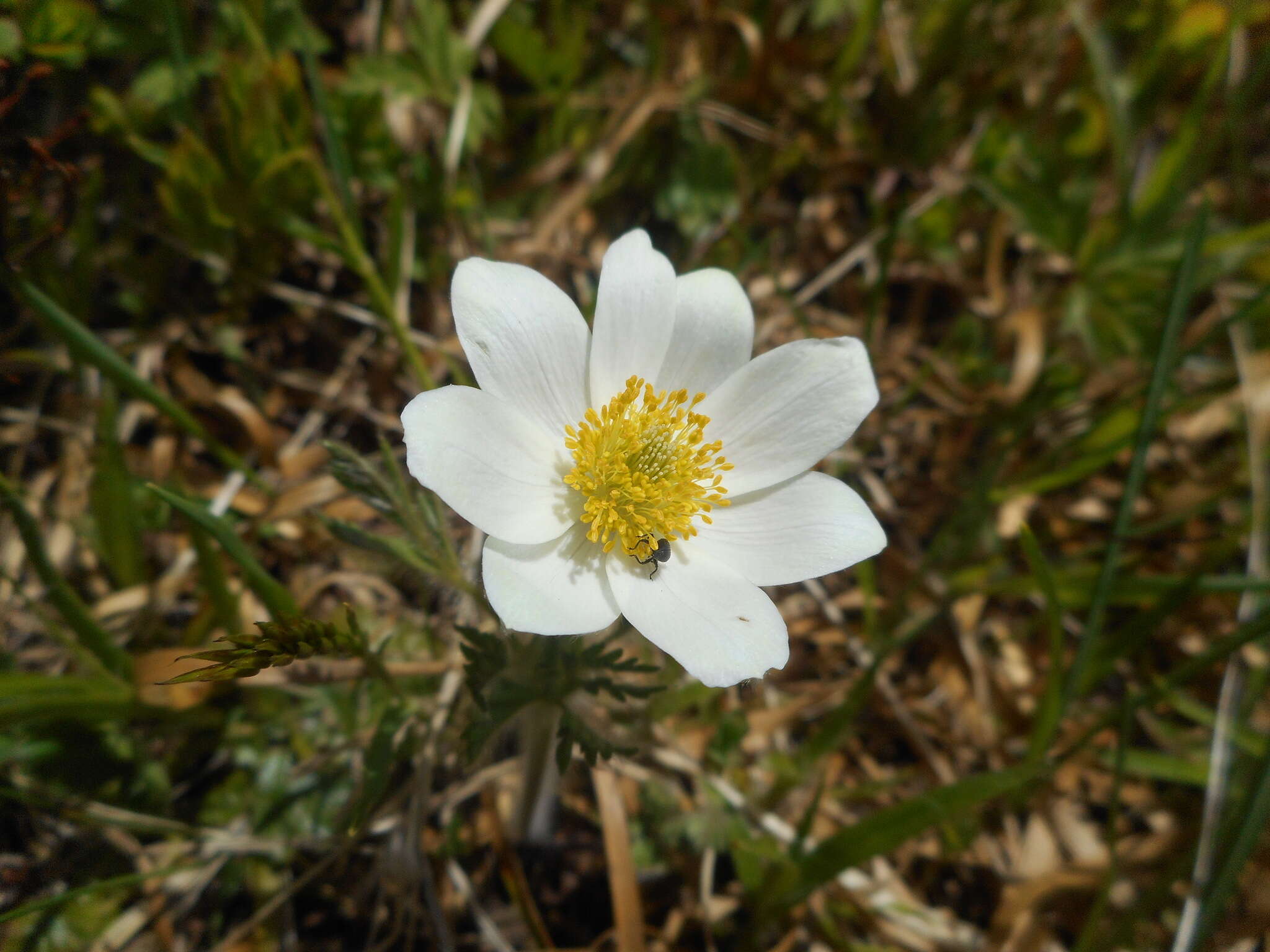 Pulsatilla alpina subsp. millefoliata (Bertol.) D. M. Moser resmi