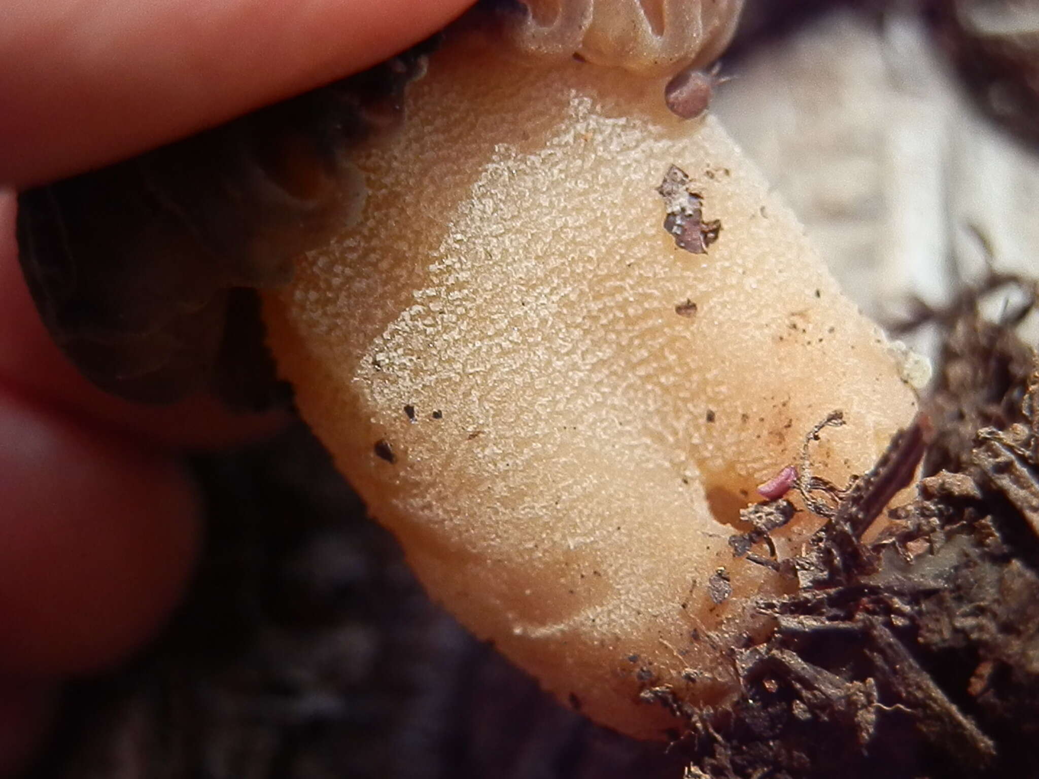 Imagem de Morchella kaibabensis