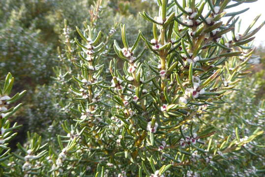 Imagem de Grubbia rosmarinifolia subsp. rosmarinifolia