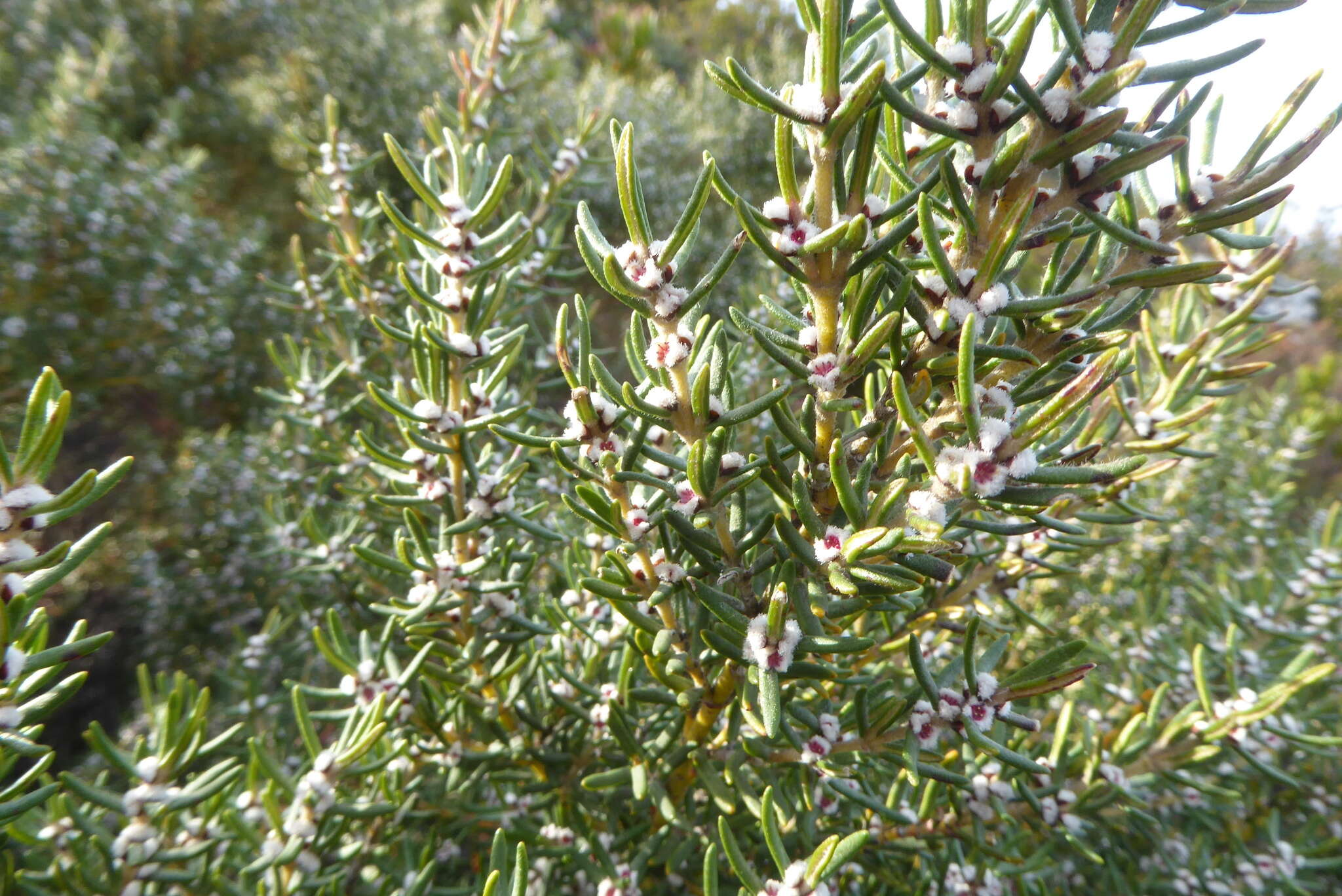 Image of Grubbia rosmarinifolia subsp. rosmarinifolia