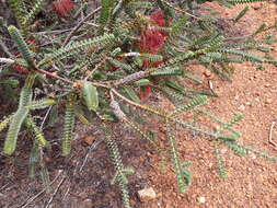 Image of Melaleuca orbifolia (F. Müll.) Craven & R. D. Edwards