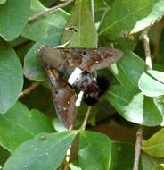 Image of Tantalus Sphinx