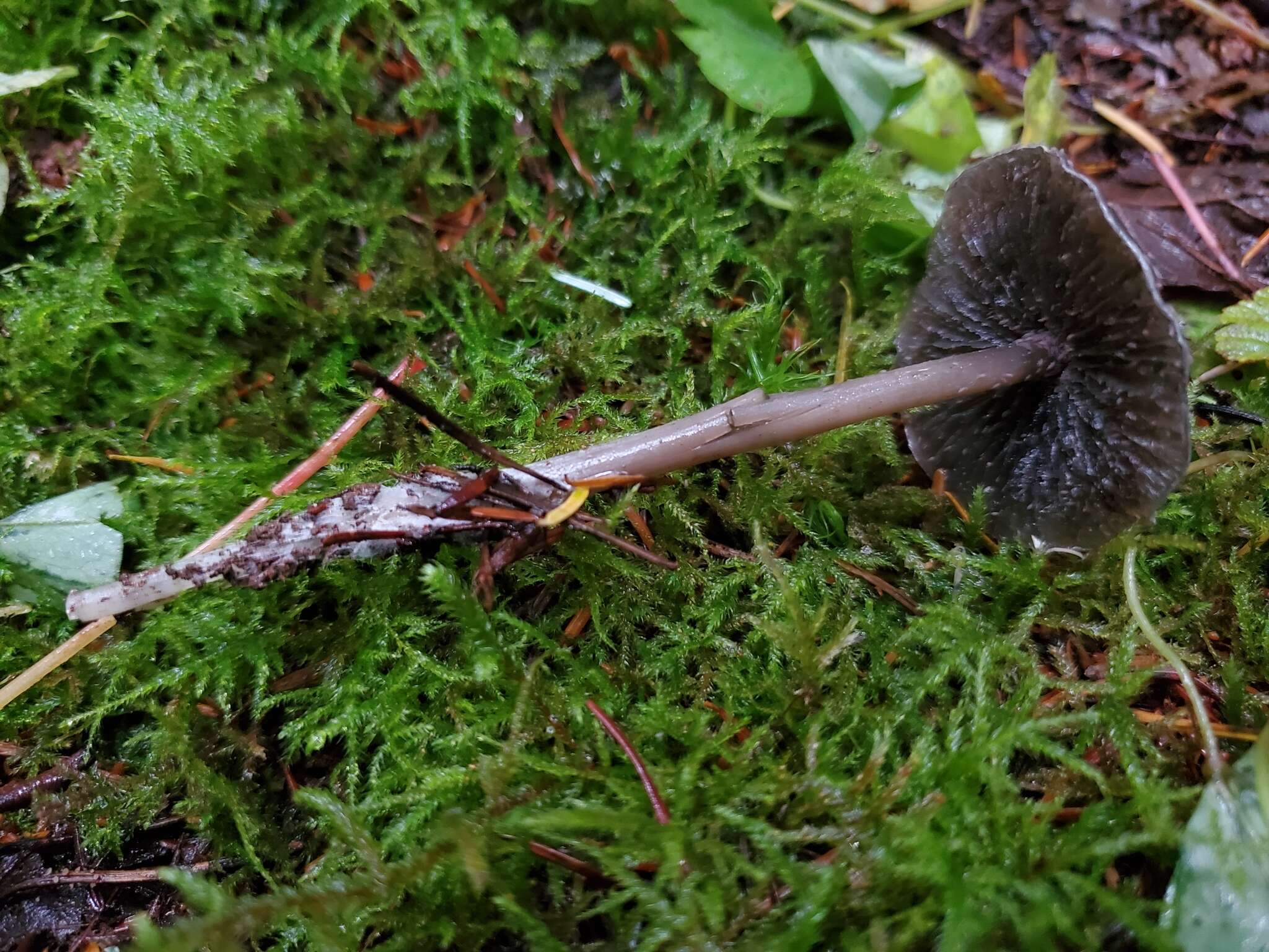 Sivun Tephrocybe kuva