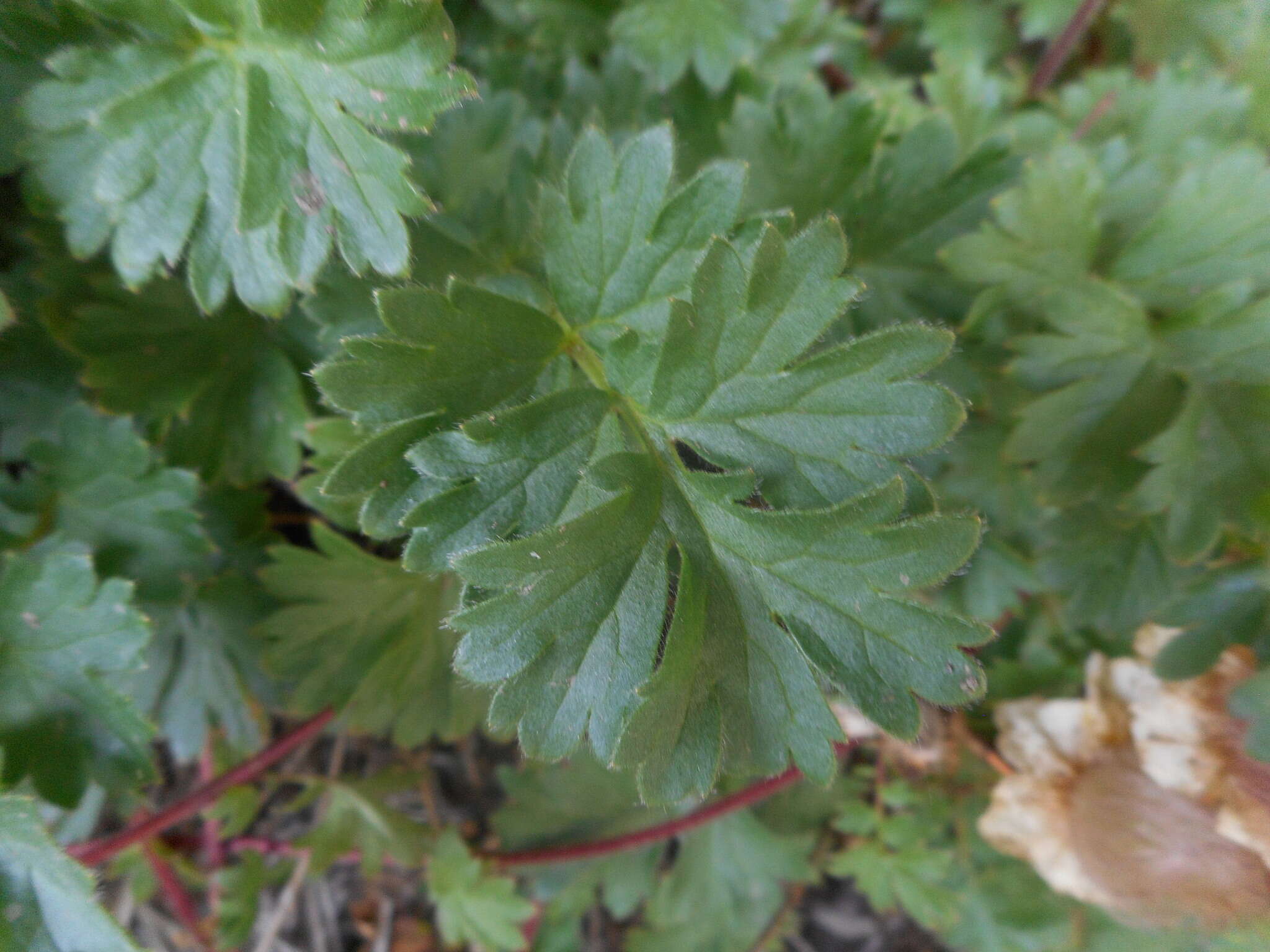 Geum reptans L.的圖片